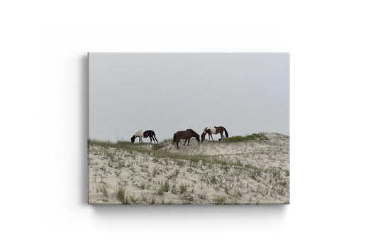 Wild Horses Grazing On Dune