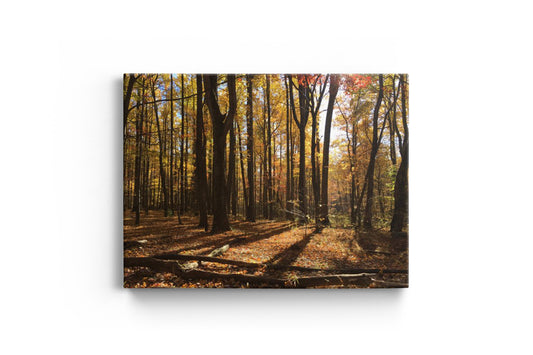 Fall Wooded Forest